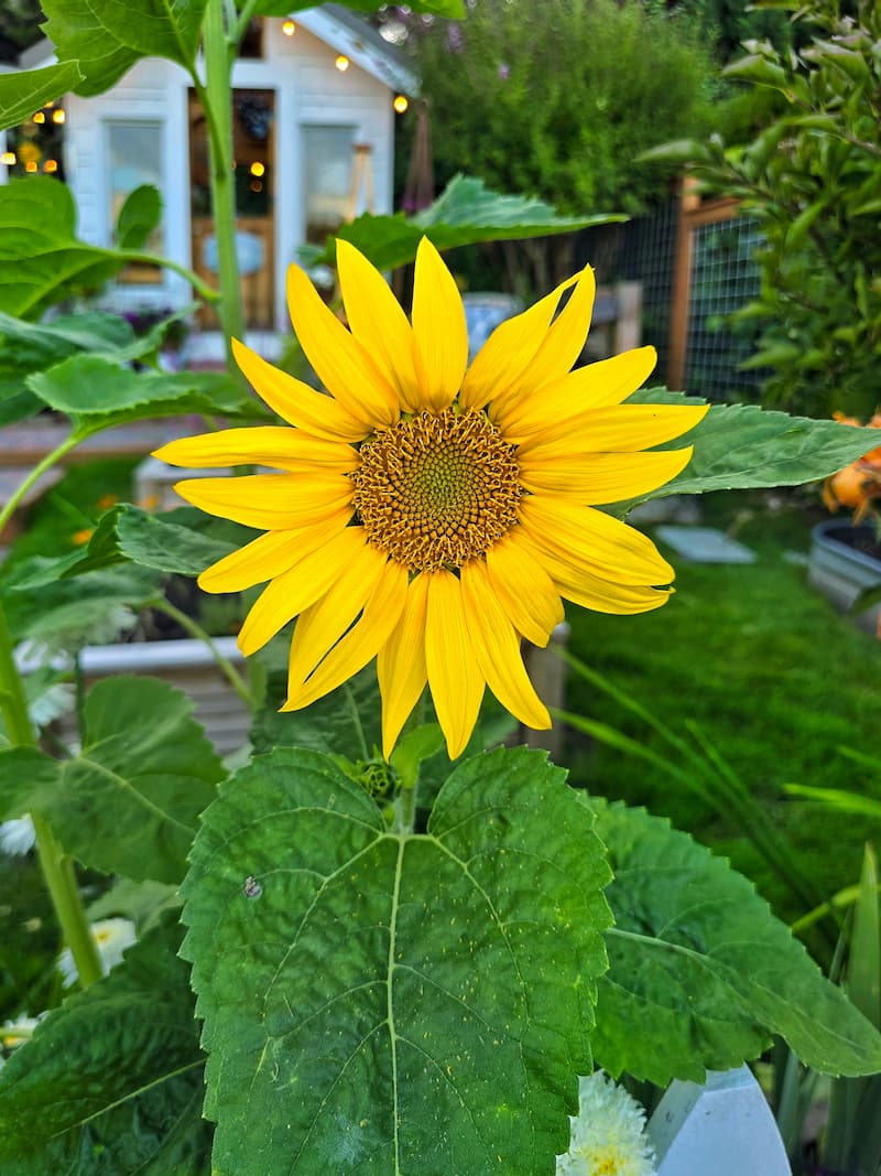 45 Flowers That Attract Bees and Pollinators to Your Garden - Shiplap ...