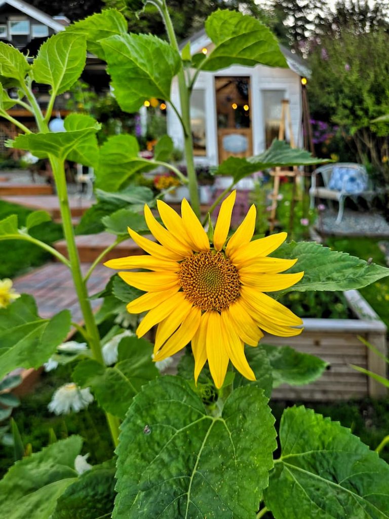 yellow sunflower growing ion front of the greenhouse