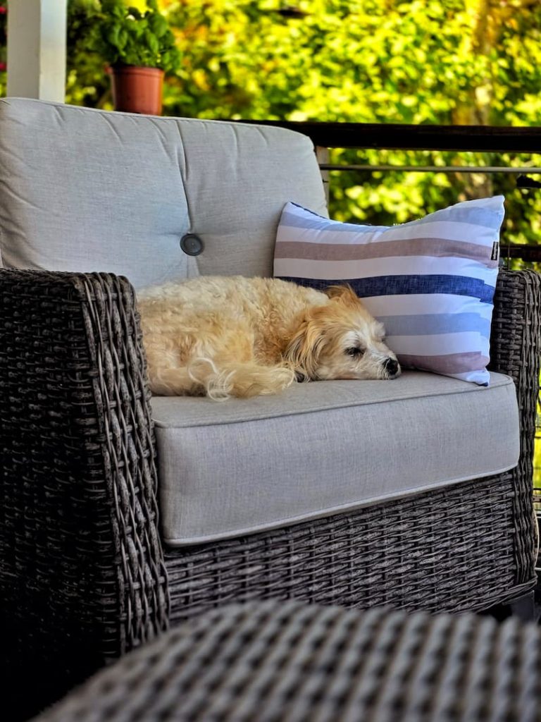 Ollie dog relaxing on a comfy outdoor chair