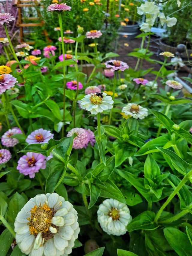 How to Plan a Stunning Cut Flower Garden Layout - Shiplap and Shells