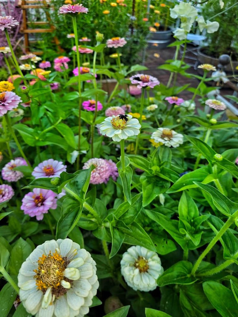 pastel colored zinnias with a bee sleeping on a flower head