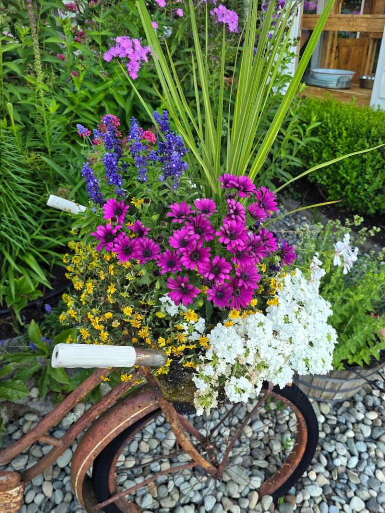 purple African daisies and other annuals in a bike basket.