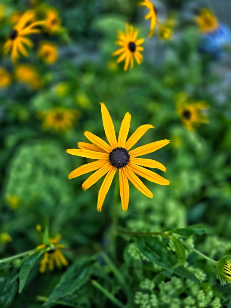 mid-summer black-eyed Susan flowers in the garden