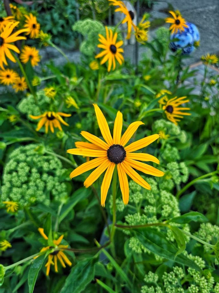 Black-eyed Susans growing in the garden