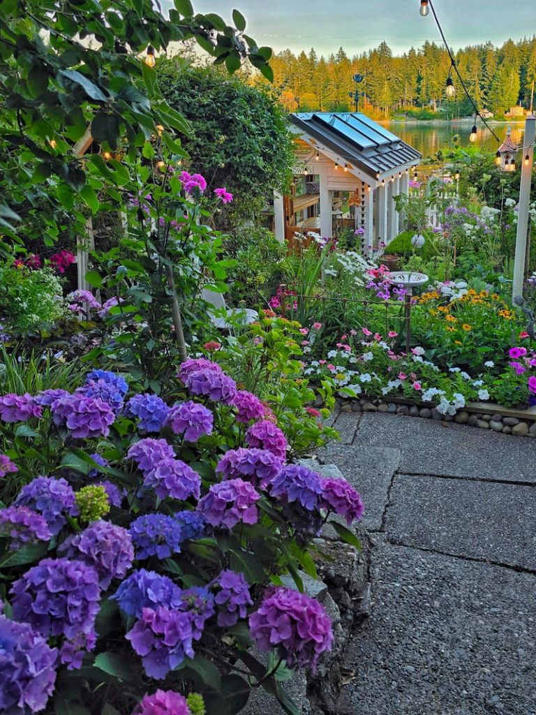 cottage garden with purple hydrangeas and greenhouse