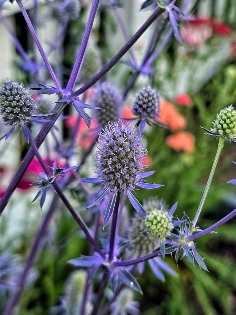 blue-glitter-Eryngium