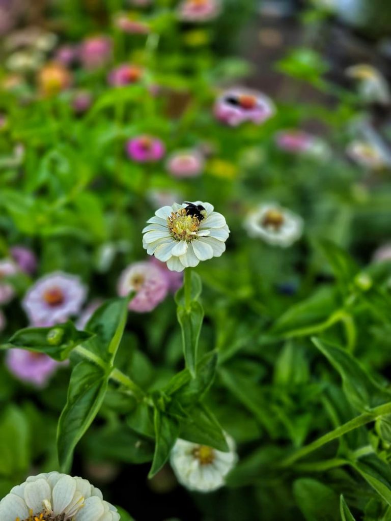 bumble bee sleeping on a cream zinnia in the garden