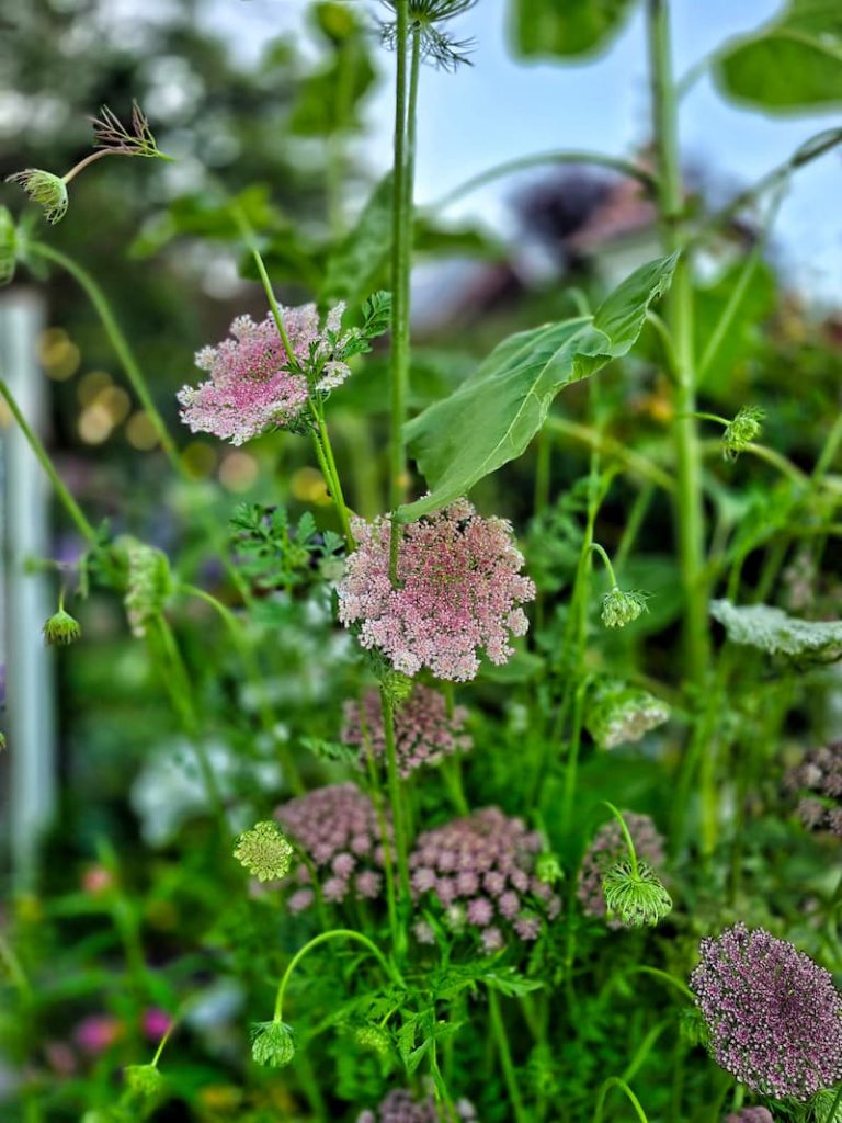 chocolate lace Dara growing in the garden