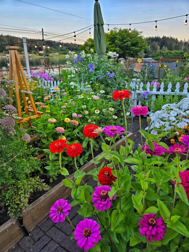 cut flower garden by seed: cut flower garden in the summer