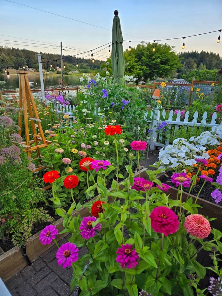 lilliput zinnias and other cut flowers growing in the garden