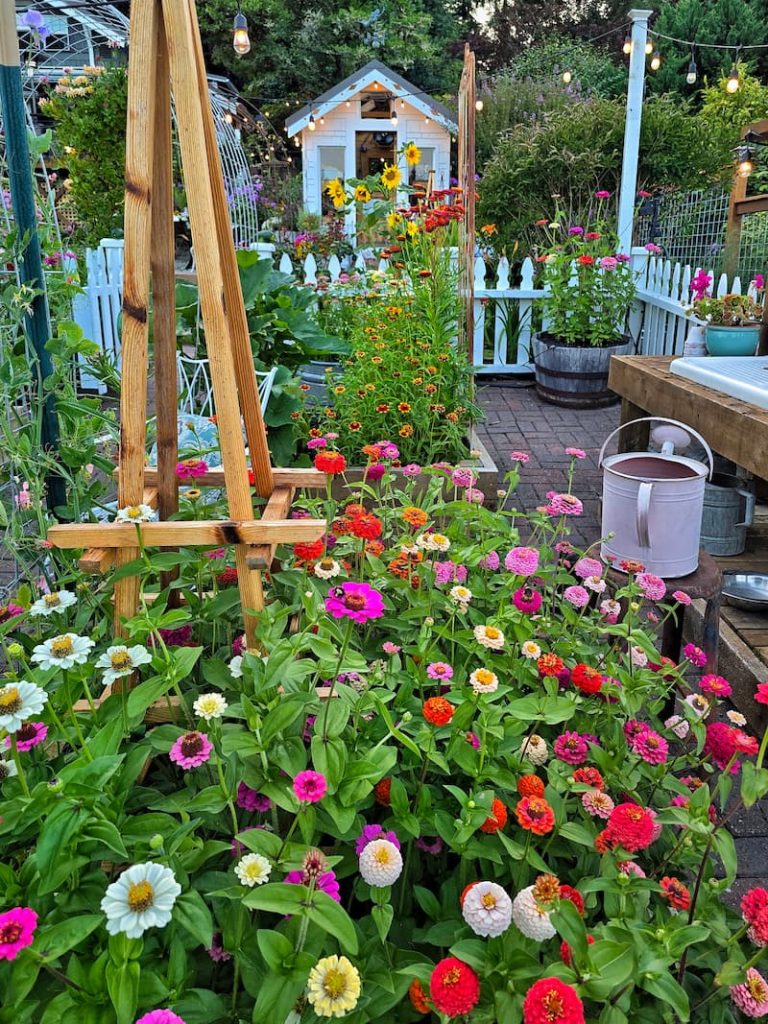 greenhouse and cut flower garden with bright colored state fair zinnias