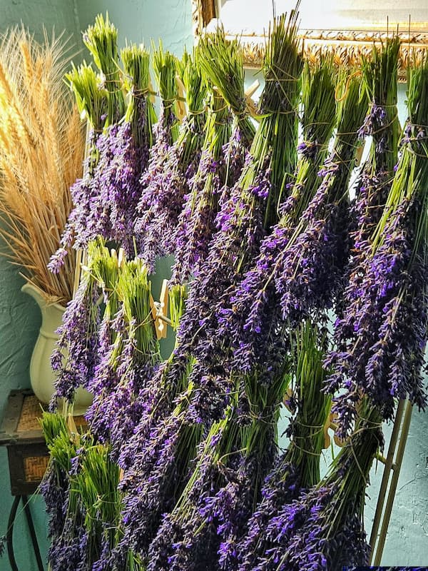 lavender drying upside down