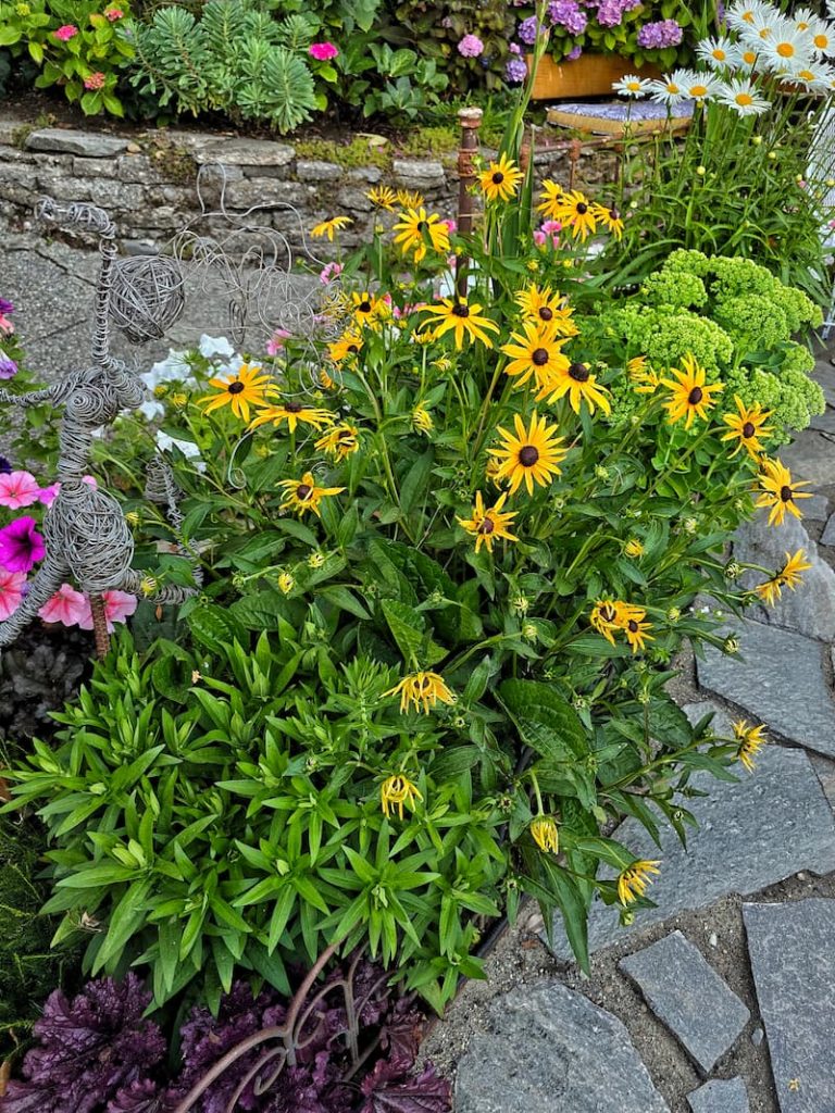 black-eyed Susans blooming in late July