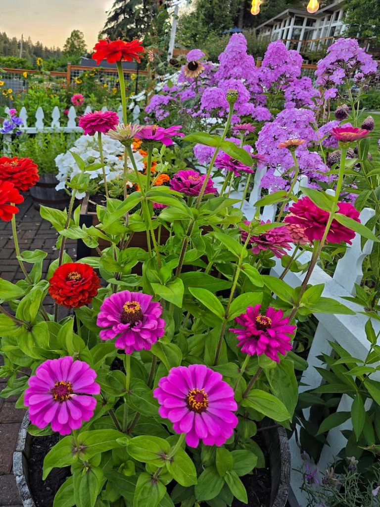 lilliput zinnias and purple phlox in the July garden