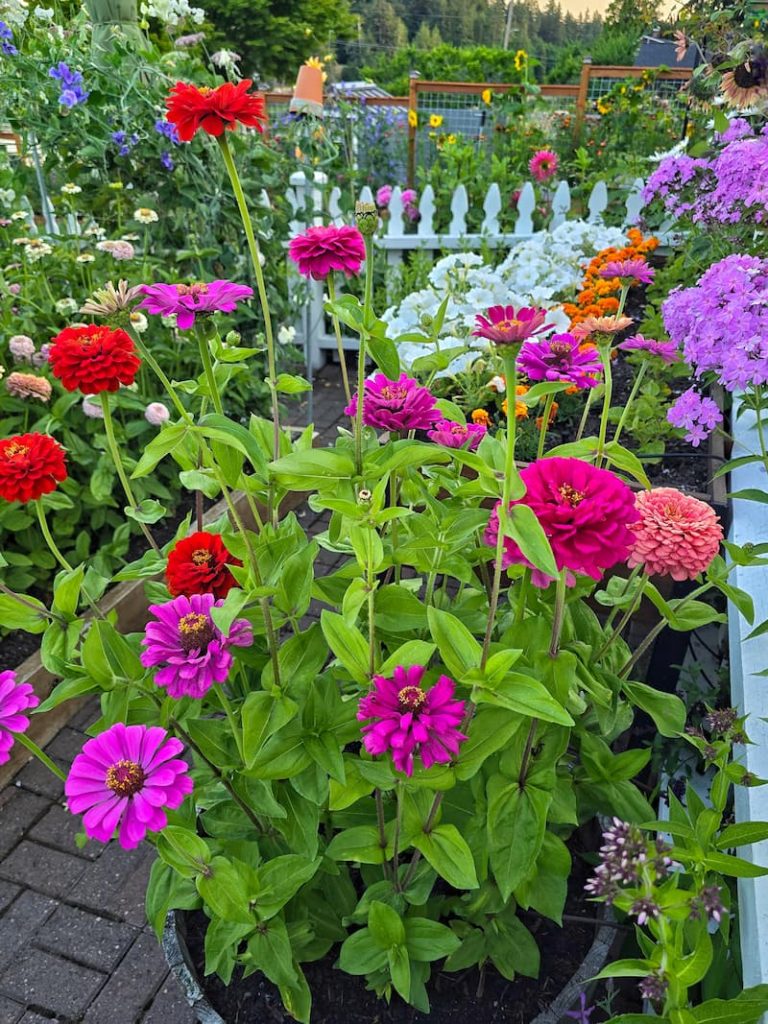 bright colored zinnias growing in the garden