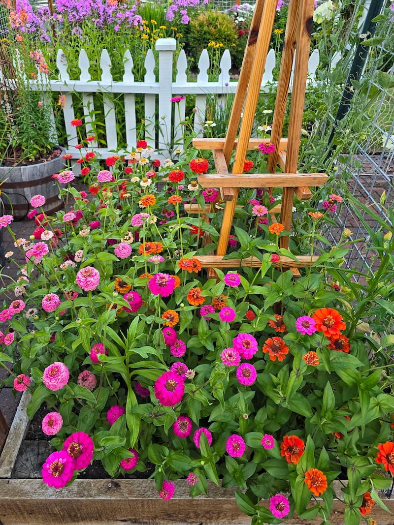pink, red, and orange zinnias in the cut flower garden