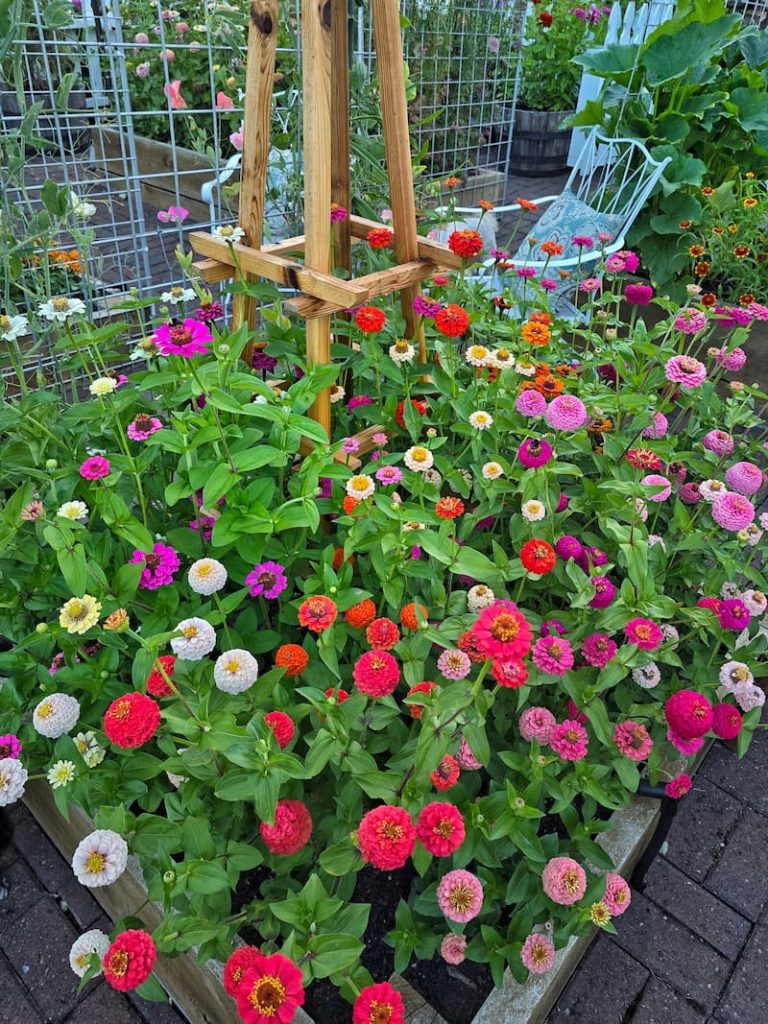 State Fair zinnias growing in the cut flower garden