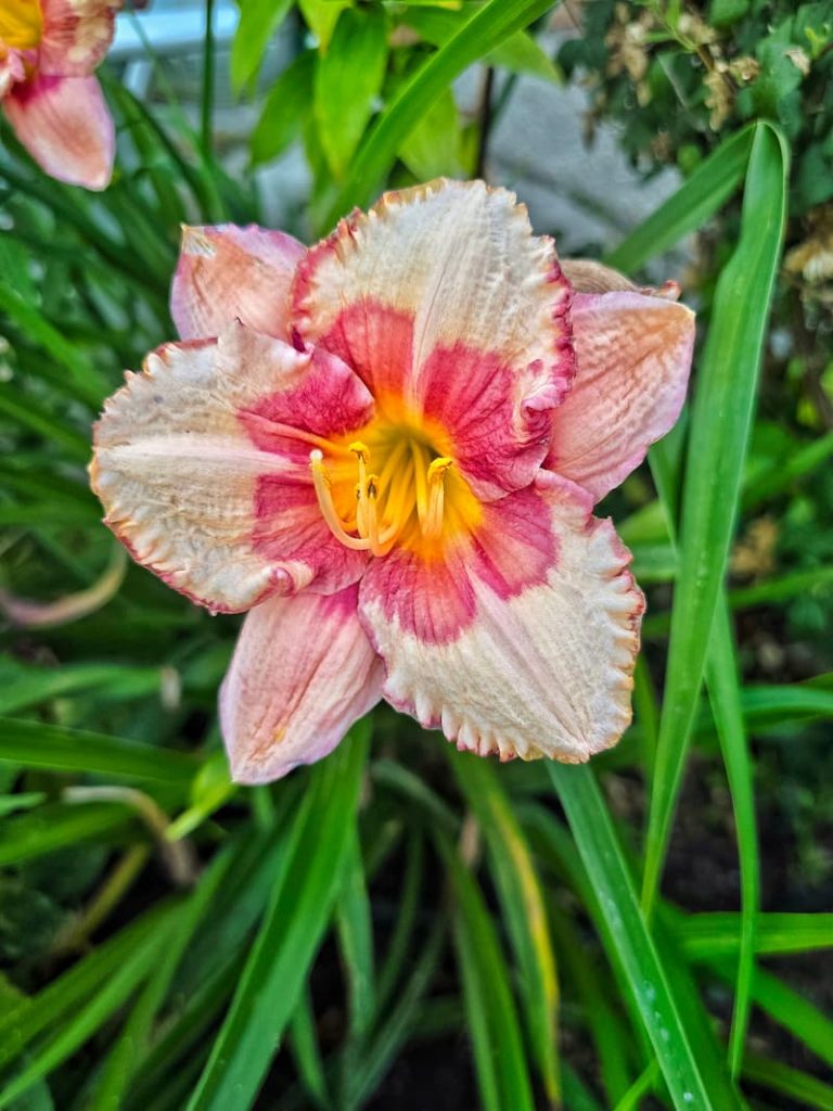 Strawberry Candy Rebloomer Ageless Beauty. lily