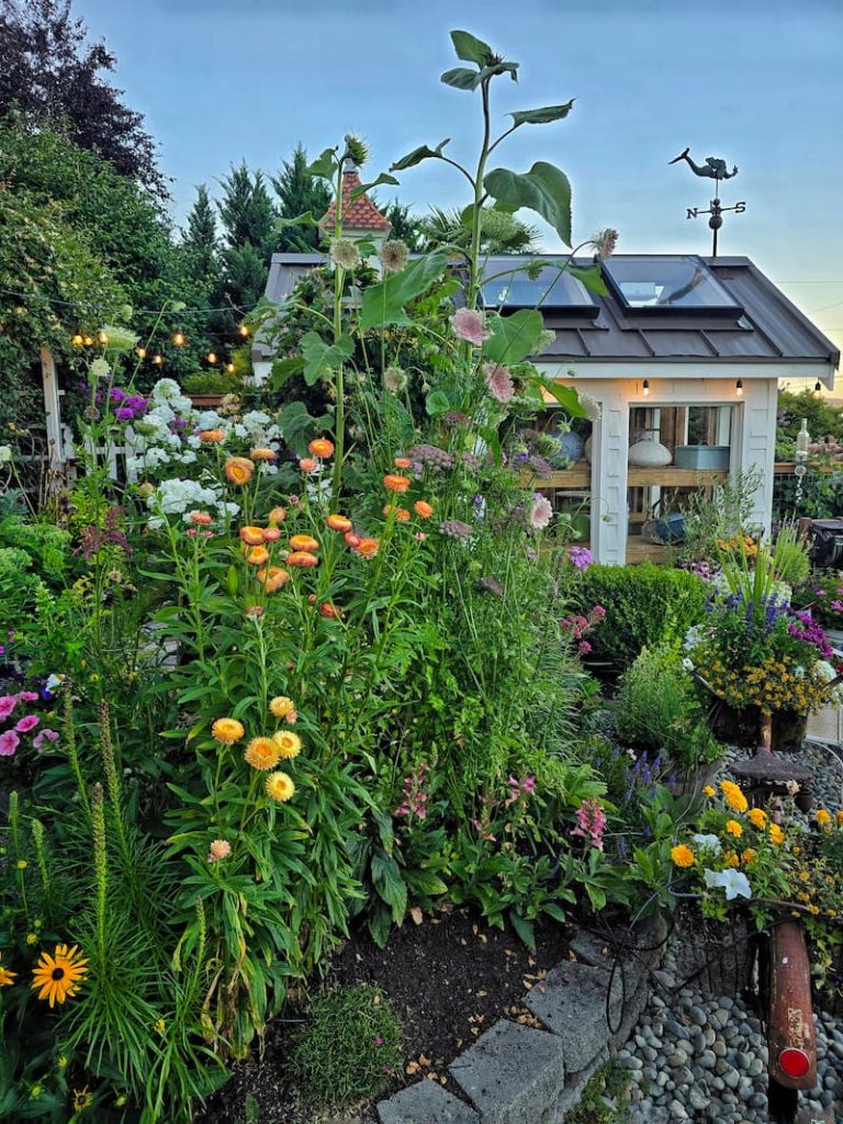 cottage garden and greenhouse in early evening