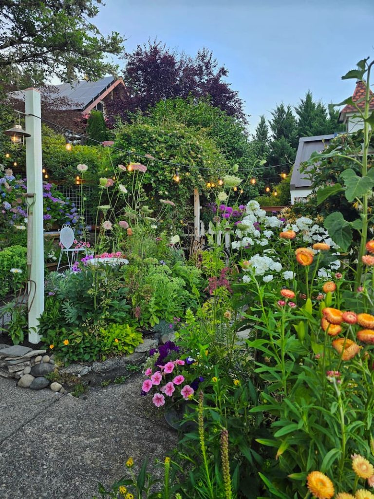 cottage garden flowers in early evening