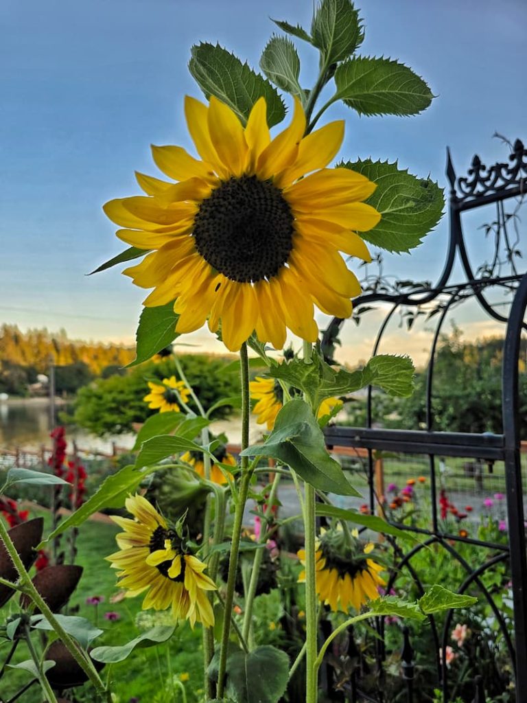 yellow sunflowers growing in the summer garden