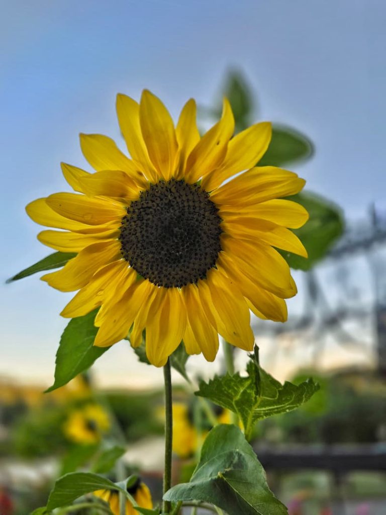 yellow sunflower growing in the summer cottage garden