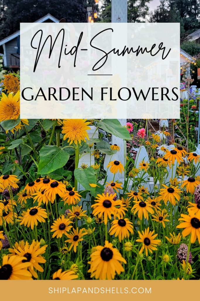 mid-summer garden flowers