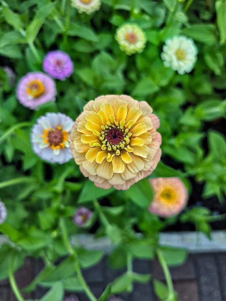 pastel zinnias growing in the garden