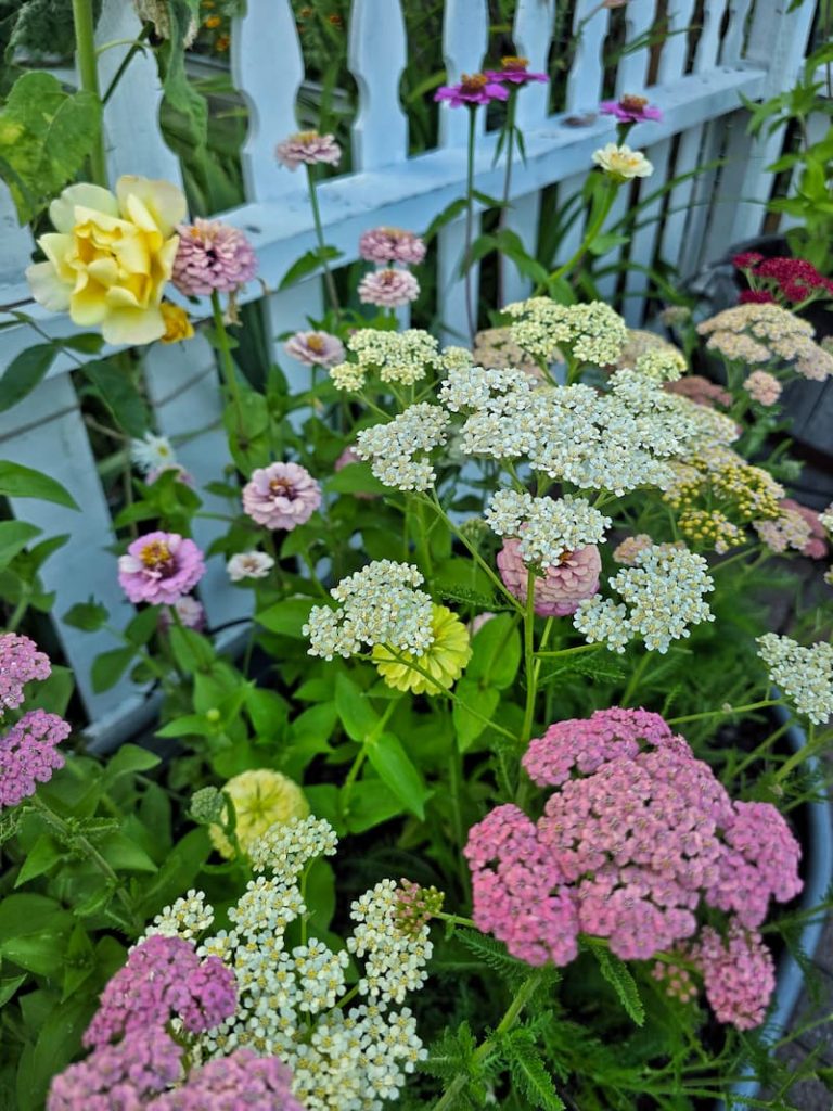 yarrow and zinnias growing in the the garden