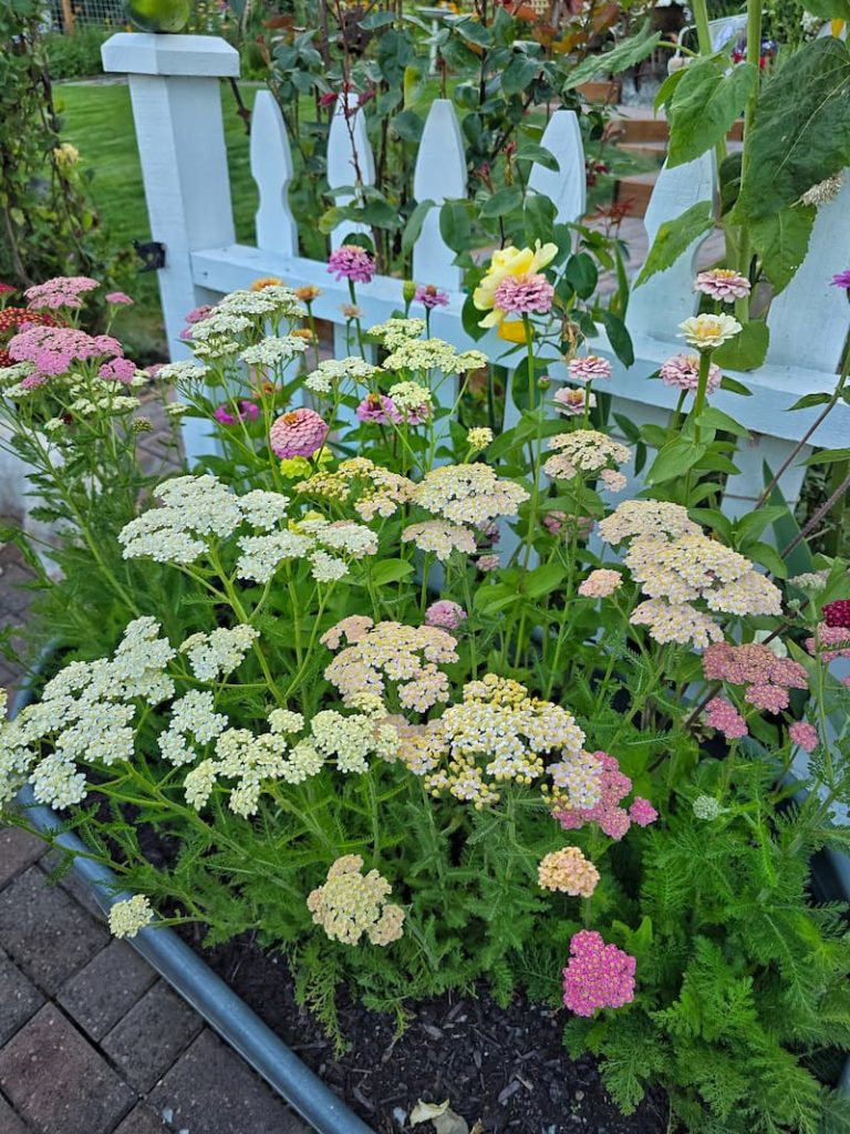 pastel colored yarrow growing in the cut flower garden