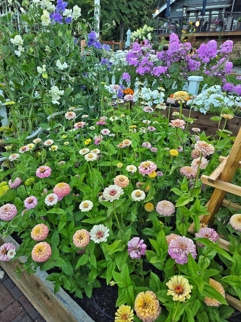 Victorian Wedding and Precious Metals zinnias growing in the raised bed garden