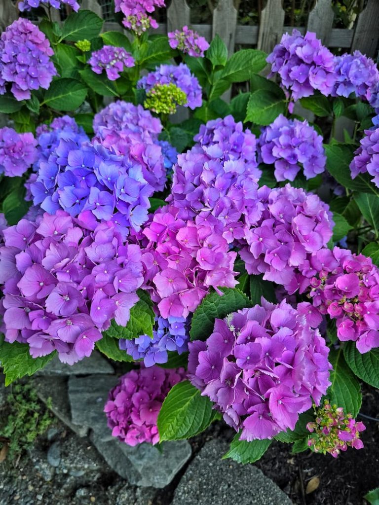 pink and purple hydrangeas growing in the summer garden