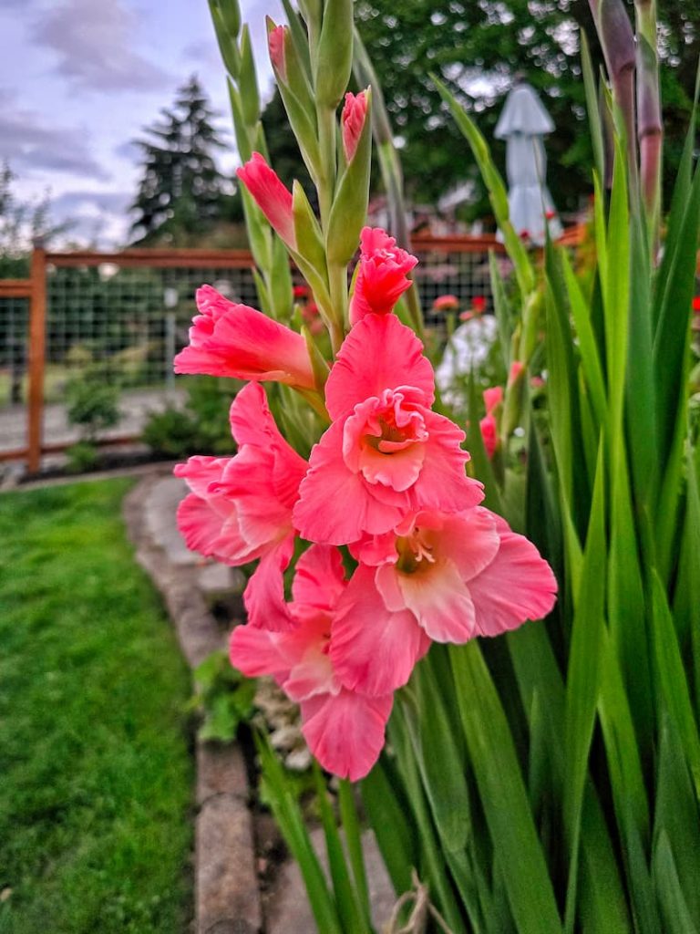 tropical pink gladiolus growing in the garden
