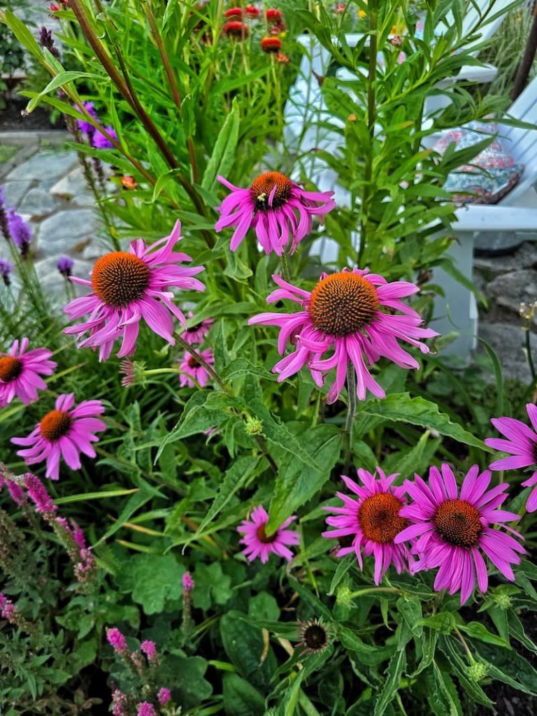 purple coneflowers growing in the cottage style garden