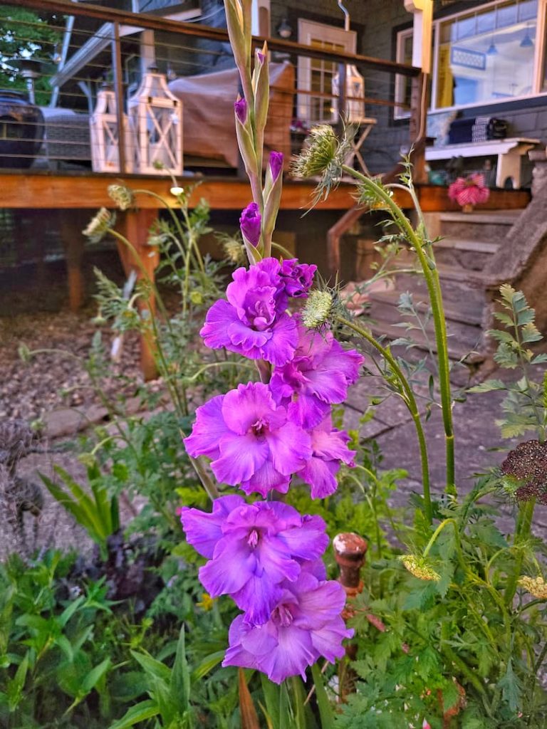 purple gladiolus in the garden