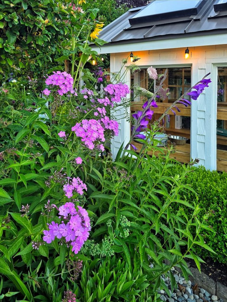 purple phlox and gladiolus in the cottage garden