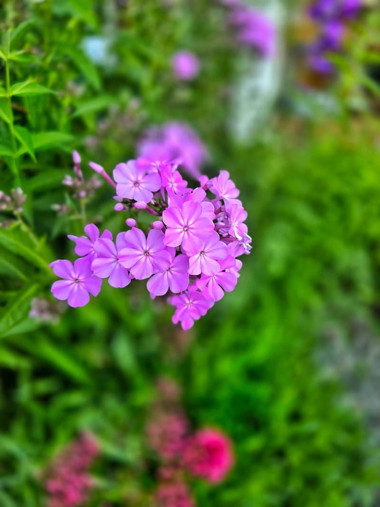 purple phlox