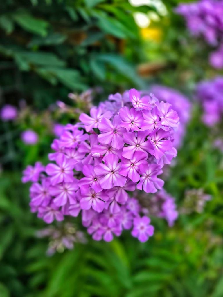 purple phlox in the garden