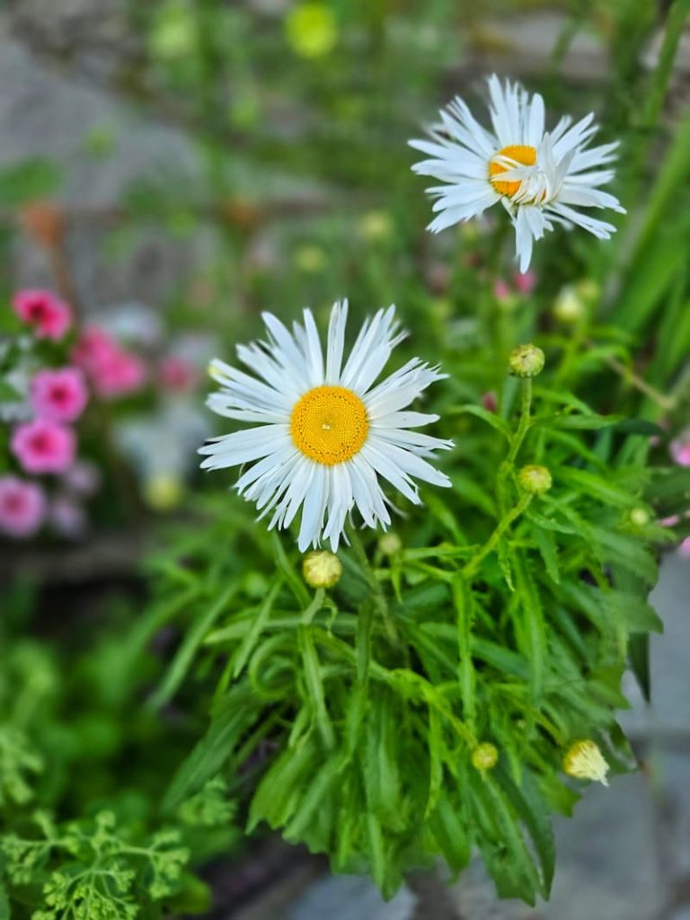 Shasta daisies in the garden