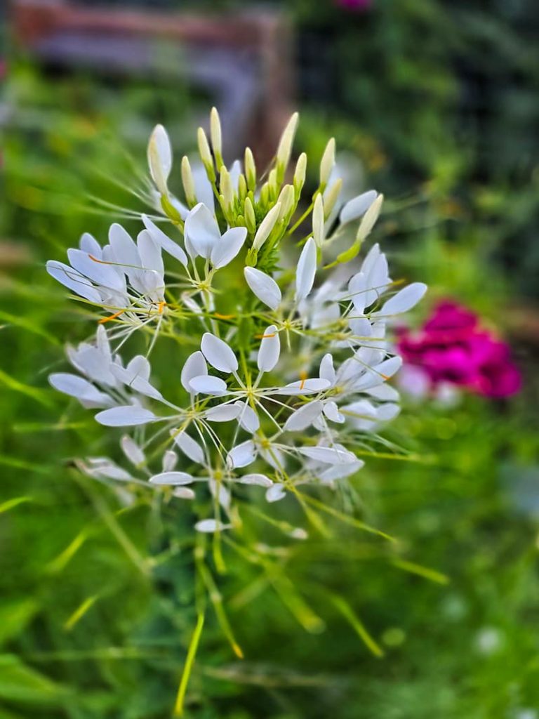 white spider flower