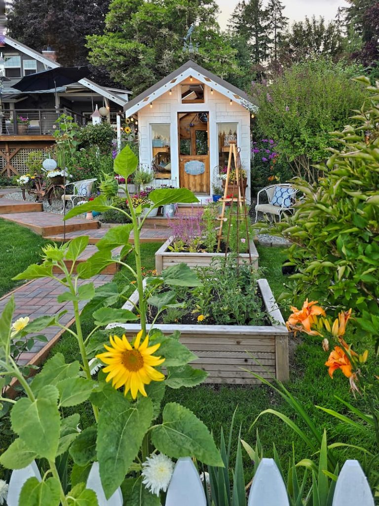 greenhouse with raised beds and sunflowers