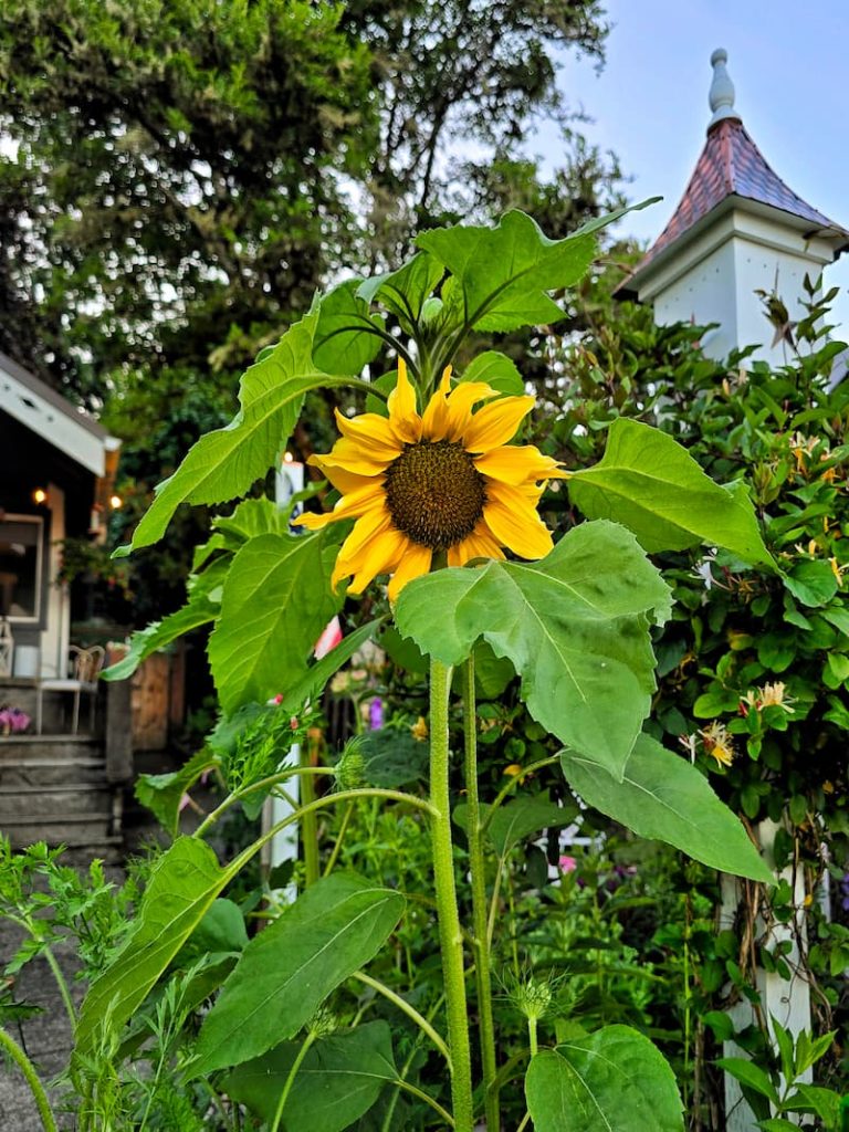 yellow sunflowers