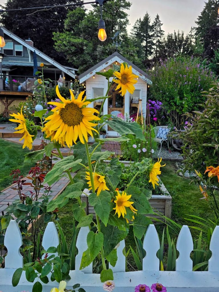 yellow sunfliowers growing in front of the greenhouse