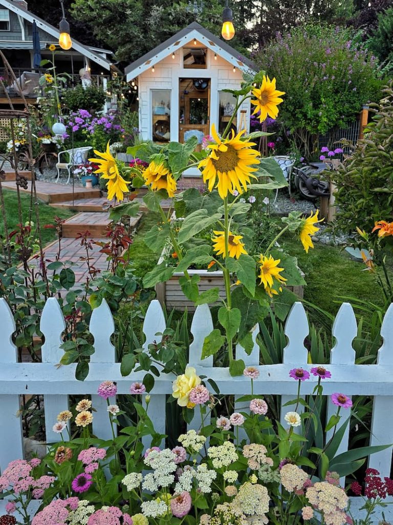 sunflowers growing in front of the greenhouse