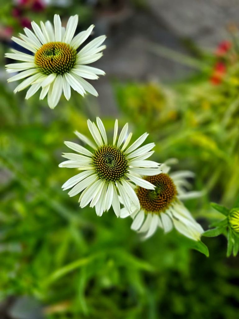 white coneflower