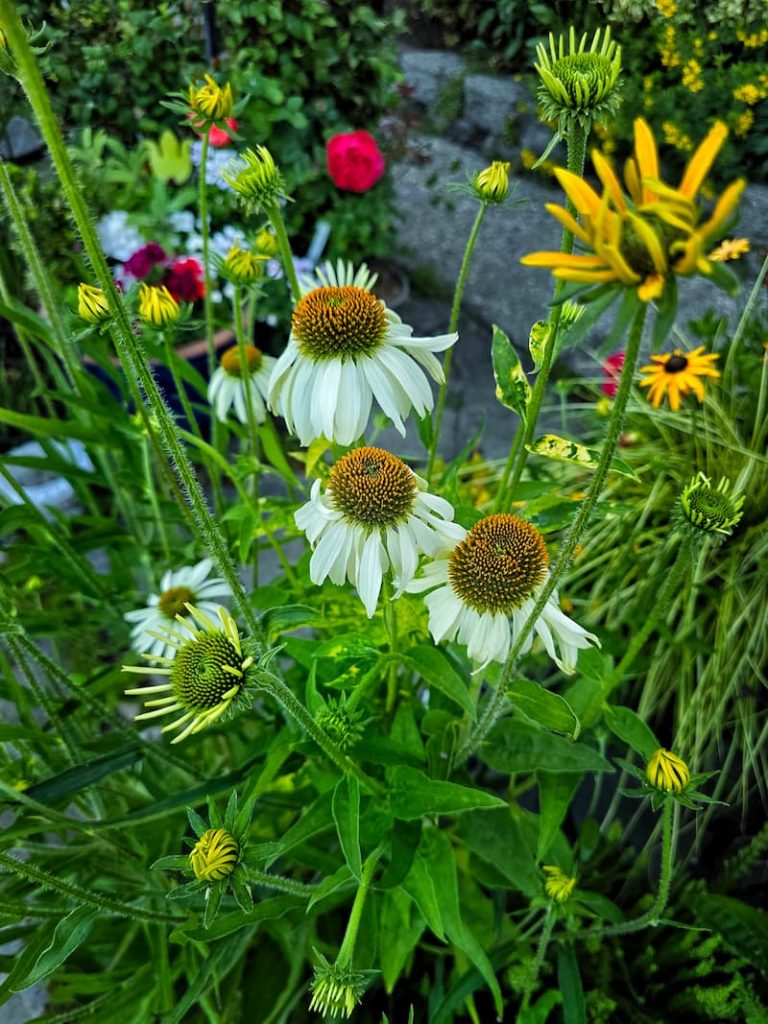 white coneflowers and black-eyed Susans