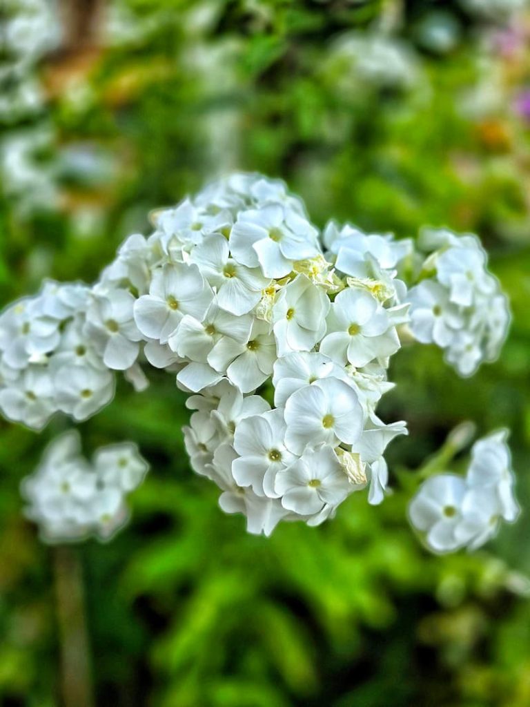 mid-summer white phlox flowers in the garden