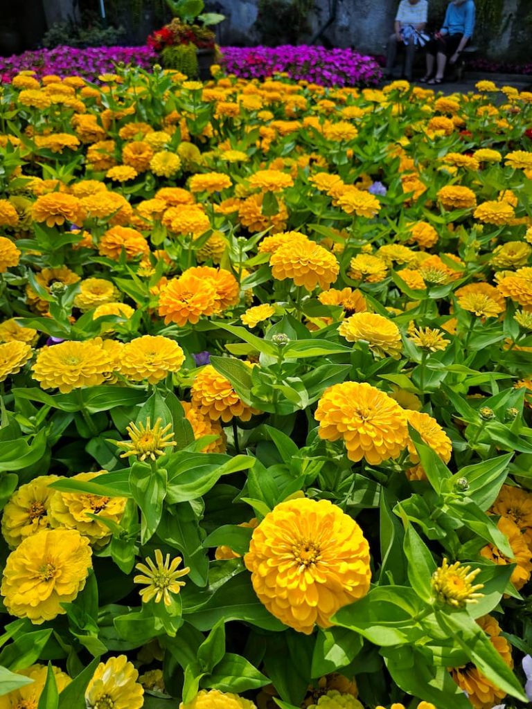 Benary golden yellow zinnias