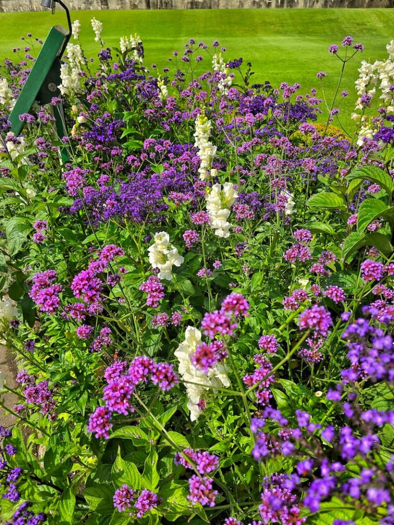 colorful flowers in the garden