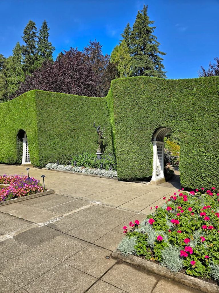 large hedge walls